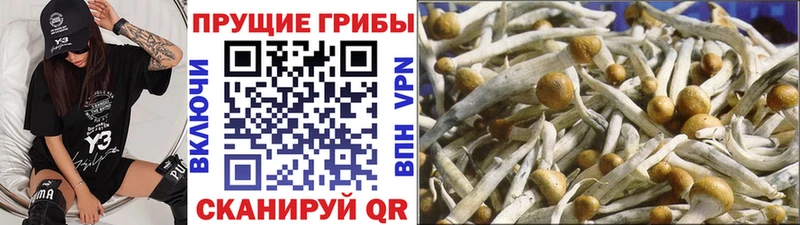 Псилоцибиновые грибы Cubensis  KRAKEN как зайти  Верещагино 